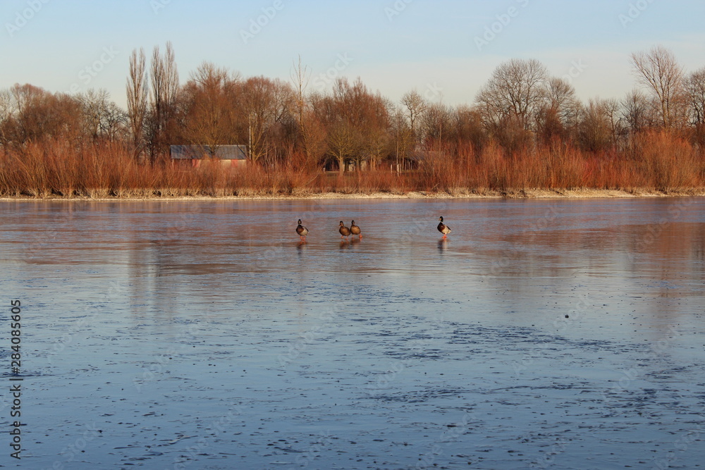 Enten auf dem Wasser - übers Wasser gehen Enten auf dem Wasser - übers Wasser gehen