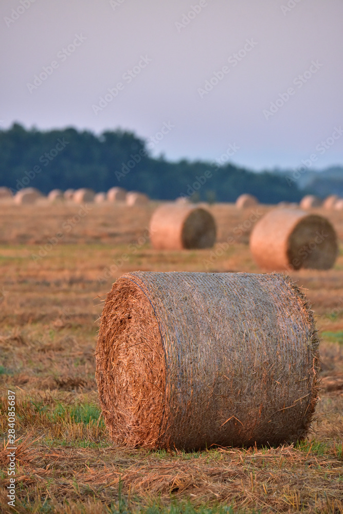 Morning field with rolls of straw