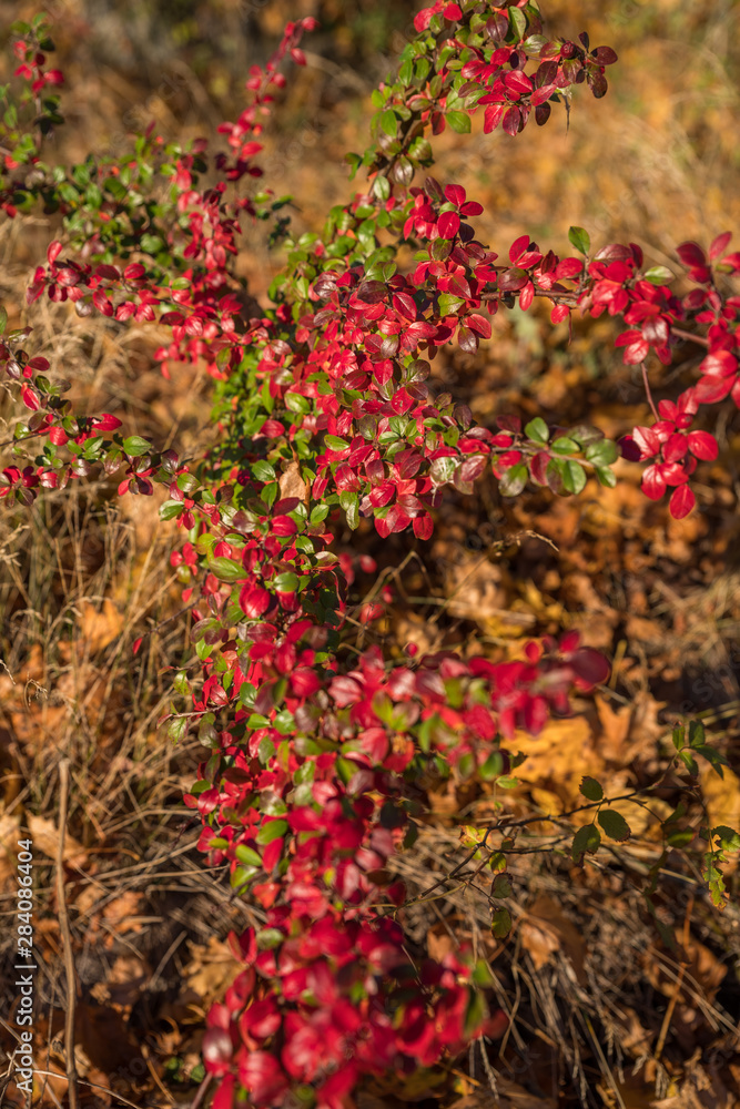 Colourful autumn leaves, red, green on the bush, yellow grass Colourful autumn leaves, red, green on the bush, yellow grass