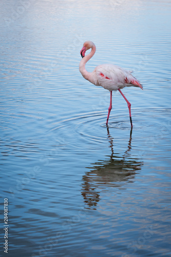 Flamingo, camargue