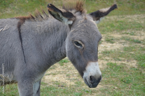 donkey in a field