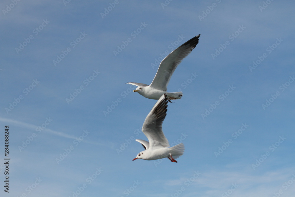 Obraz premium Seagulls try to catch food that people throwing from ship
