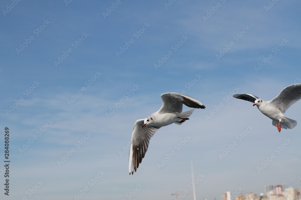 Seagulls try to catch food that people throwing from ship Seagulls try to catch food that people throwing from ship