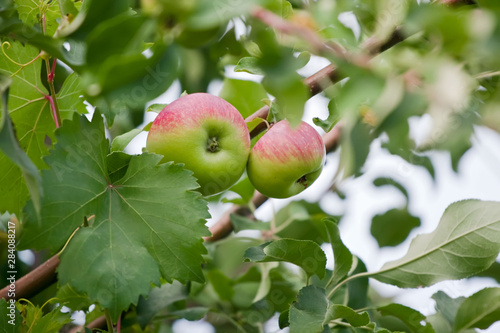 Two ripe apples on branch among foliage
