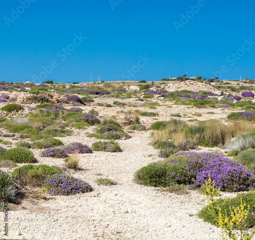 Mediterranean scrub flora: thyme bushes with purple flowers. - Cala Galera, Island of Lampedusa, Agrigento, Sicily, Italy