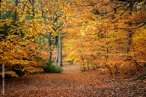 Vibrant autumn leaves turn Hirst Wood into a fairy-tale landscape