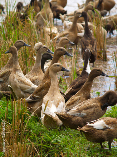 brown duck in rice field © MICHEL