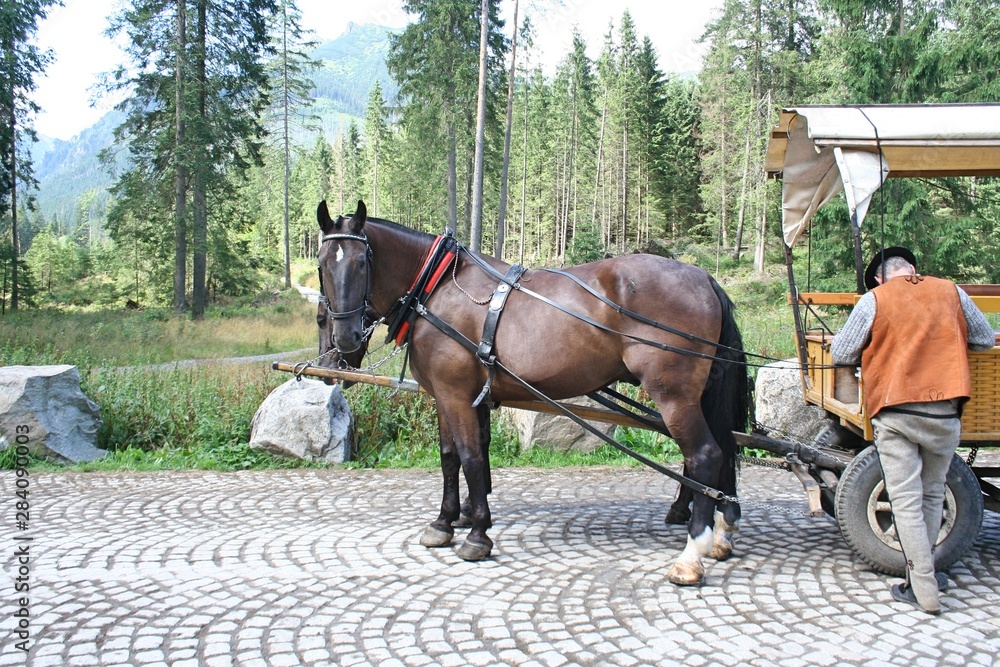 Horses and coachman are waiting for tourists at Morskie Oko in Poland. Pine trees and mountains in the background. Horses and coachman are waiting for tourists at Morskie Oko in Poland. Pine trees and mountains in the background.