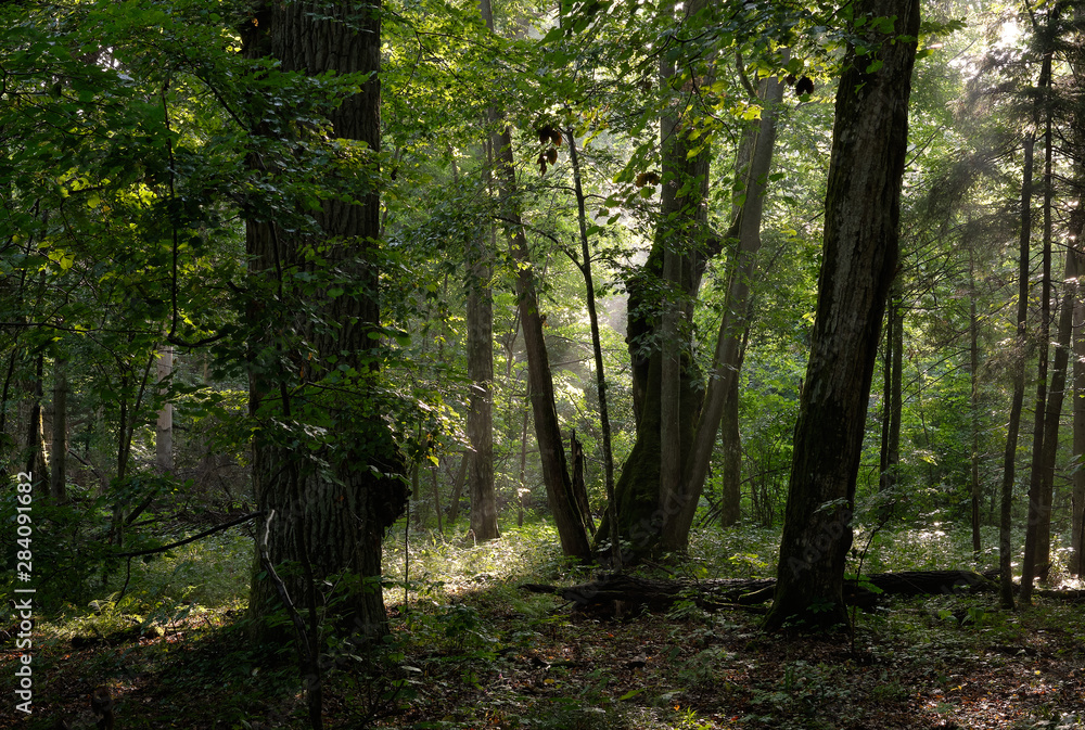 Fototapeta premium Misty morning deciduous tree stand