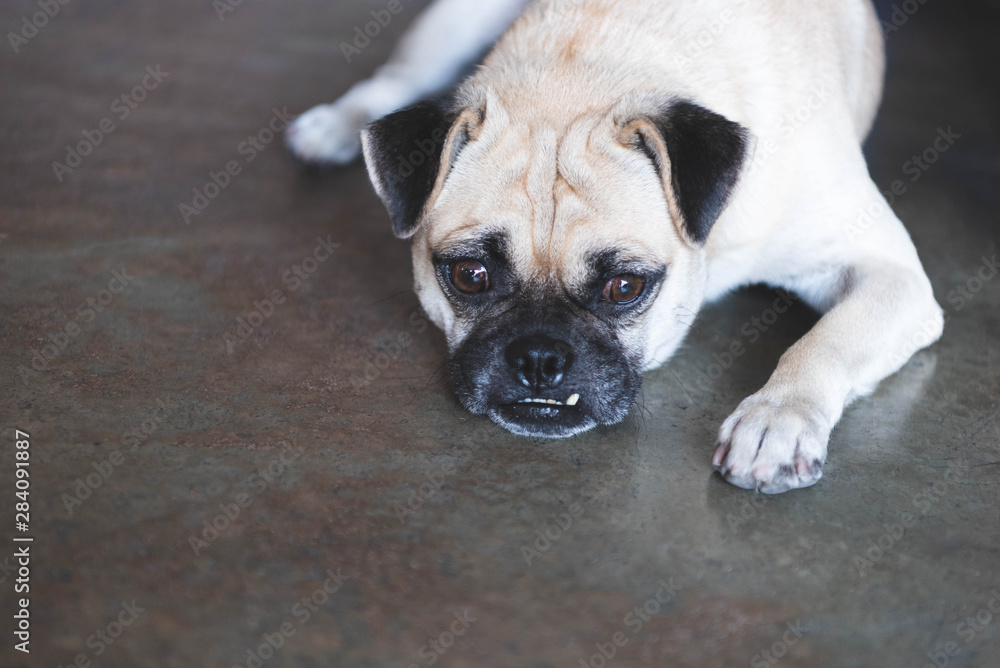 Pug dog looking outside on floor and waiting for owner coming home after working background at home. Lovely pet and cute dog. Best friend of human concept. Overbite and big eyes funny face dog animal