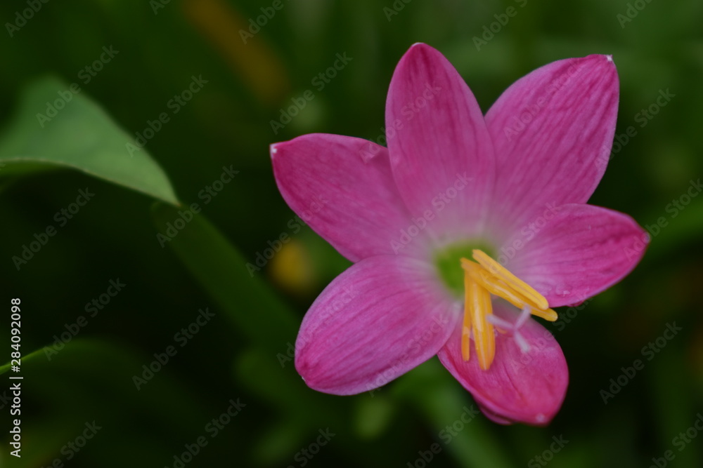 Pretty Petals Pretty Petals