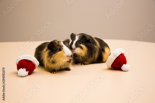Two little guinea pig in santa claus hat