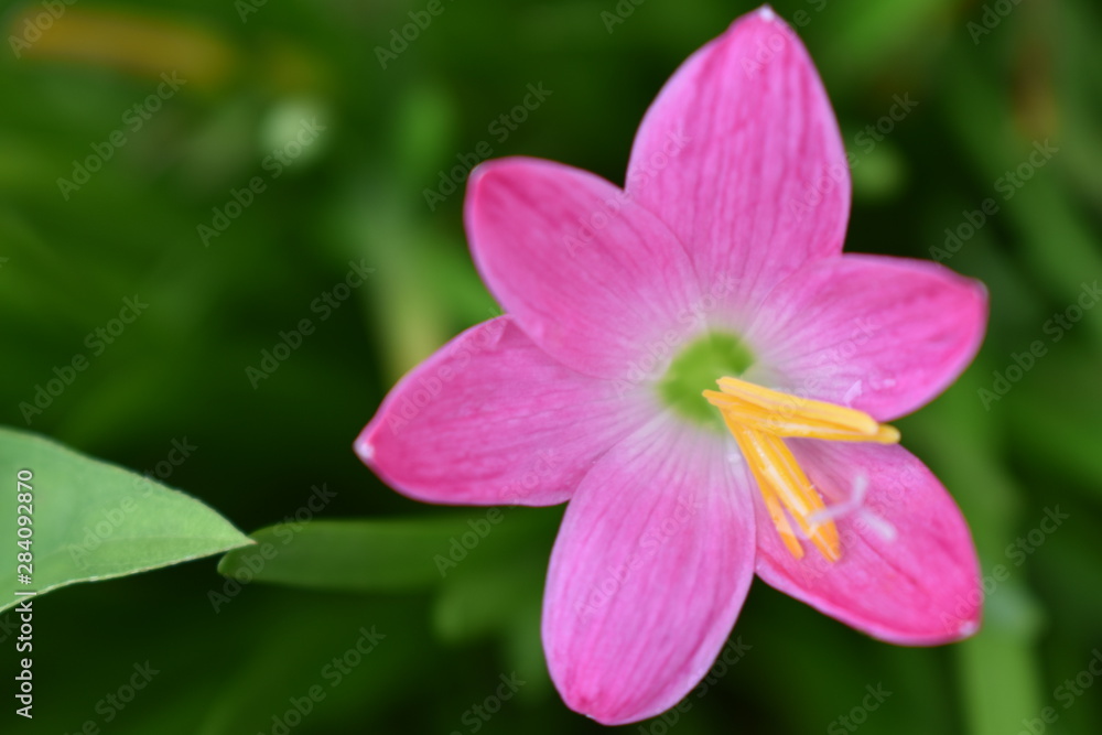 Pretty Petals Pretty Petals