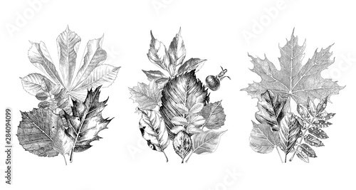 Hand drawn autumn leaves bouquets