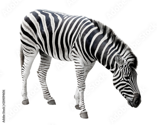 Young zebra isolated on white background with clipping path, Standing side view.