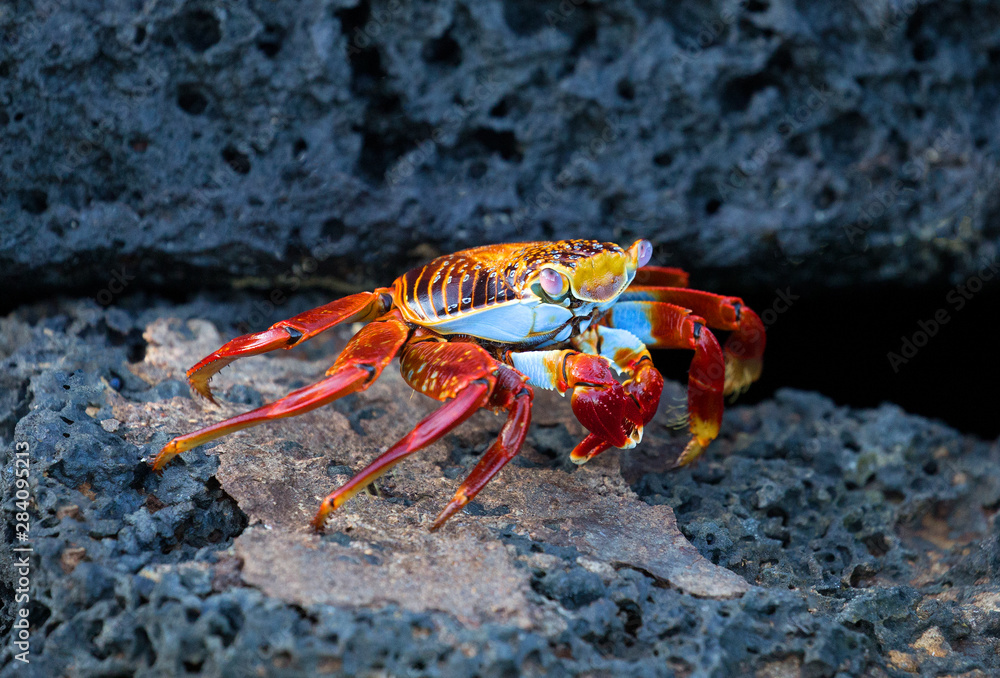 Galapagos Sally lightfoot crab closeup Galapagos Sally lightfoot crab closeup