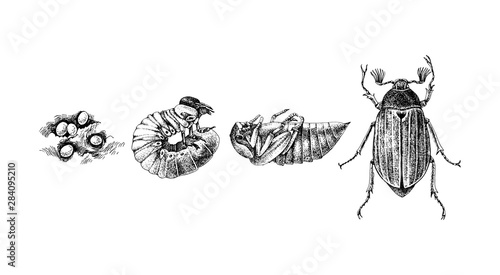 Metamorphosis of Maybug. 4 stages of cockchafers -Melolontha melolontha - life cycle