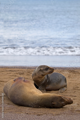 Galapagos sea lions on the beach