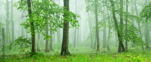 Dekoracja na wymiar  panoramic-forest-of-beech-trees-with-fog-in-springtime