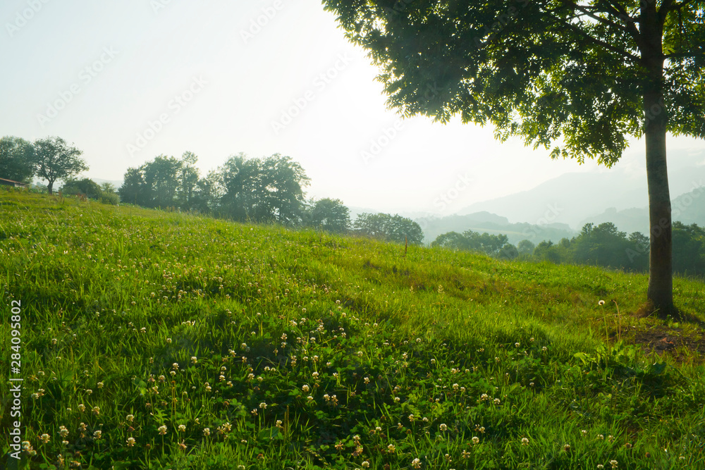 Meadow with tree in an area of hills at sunset.