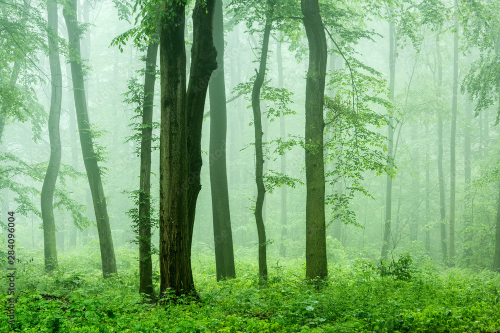 Fototapeta premium Foggy Forest of Beech Trees in Spring