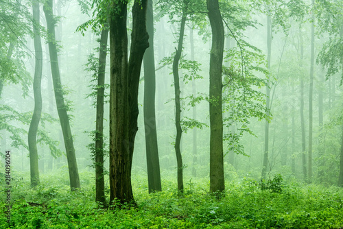 Dekoracja na wymiar  foggy-forest-of-beech-trees-in-spring