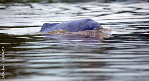 Pink dolphin swimming the Napo river photo
