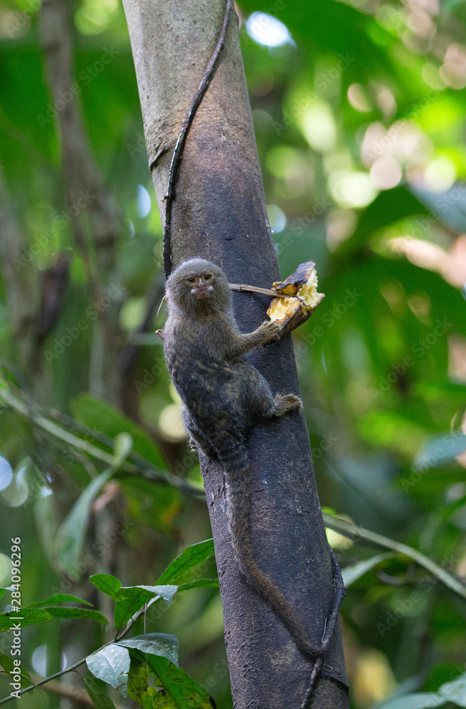 Pygmy marmoset taken in the amazonian jungle