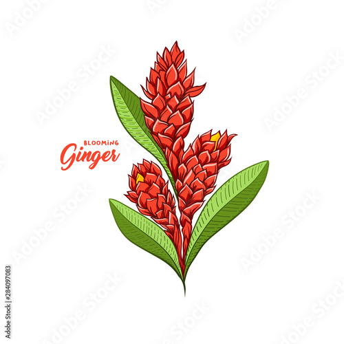 Gingerflower blossoming plant spice. Botanical vector illustration for posters or banner design