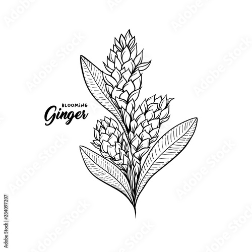 Gingerflower blossoming plant spice. Botanical vector illustration for posters or banner design