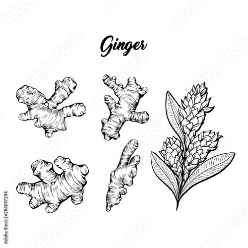Ginger and flower blossoming plant spice set. Botanical vector illustration for posters or banner design