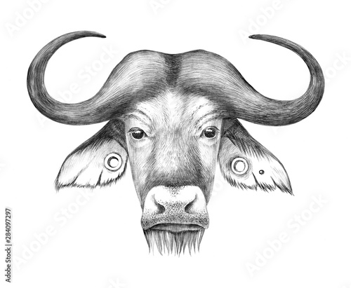 Hand drawn anthropomorphic portrait of buffalo