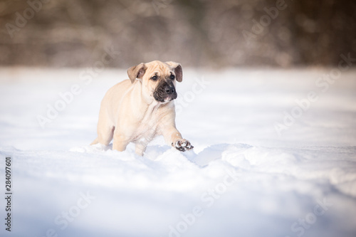 Hundewelpe im Schnee © Ines Hasenau