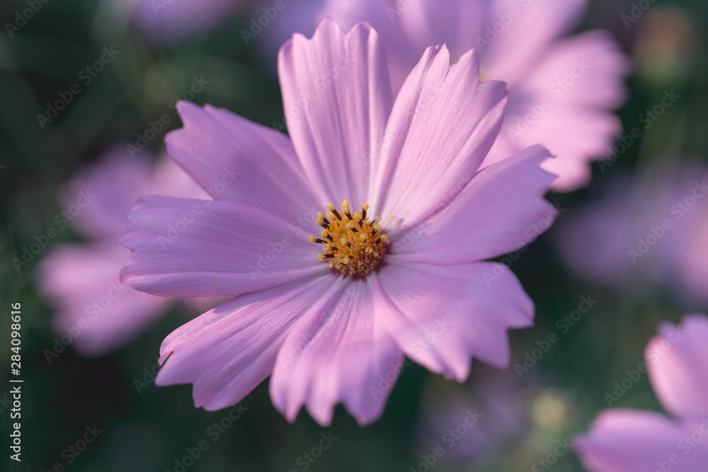Cosmos flower close-up in nature