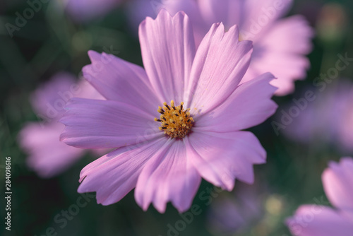 Cosmos flower close-up in nature