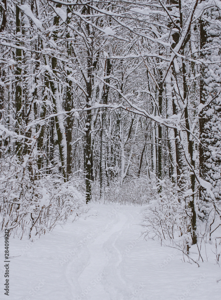 Fototapeta premium Winter snow-covered trees background