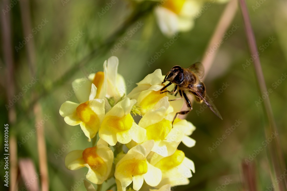 Biene sitzt auf gelber Blüte Biene sitzt auf gelber Blüte