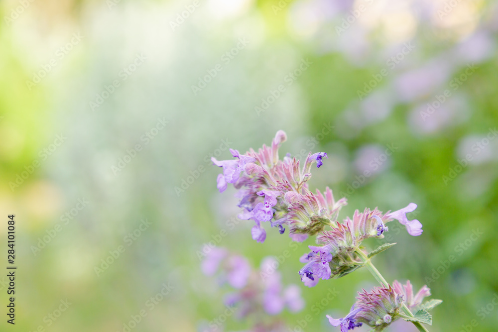 Flowers of Nepeta (лат. Nepeta cataria) in natural background Flowers of Nepeta (лат. Nepeta cataria) in natural background