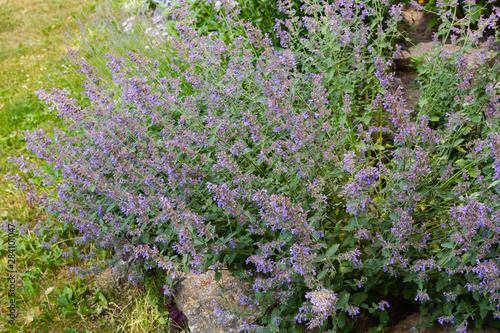 Flowers of Nepeta (лат. Nepeta cataria) in natural background
