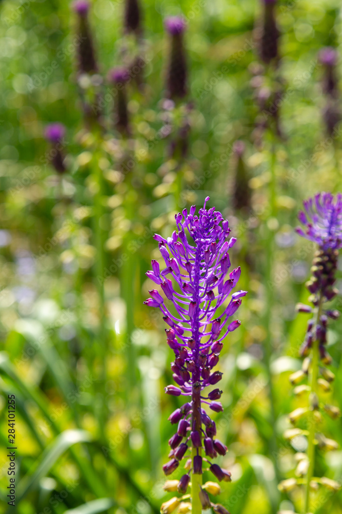 Muscari comosum in spring garden. Growing bulbs in the garden. Purple flowers. Rare plants in the garden. Muscari comosum in spring garden. Growing bulbs in the garden. Purple flowers. Rare plants in the garden.