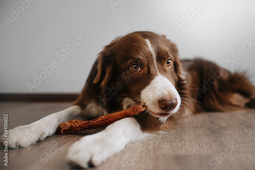 Border collie is lying on the floor holding a treat in his paws