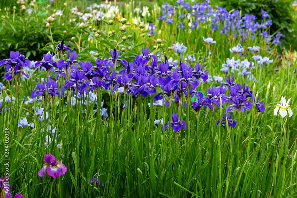 Group of blooming Siberian irises (iris sibirica) in the garden Group of blooming Siberian irises (iris sibirica) in the garden