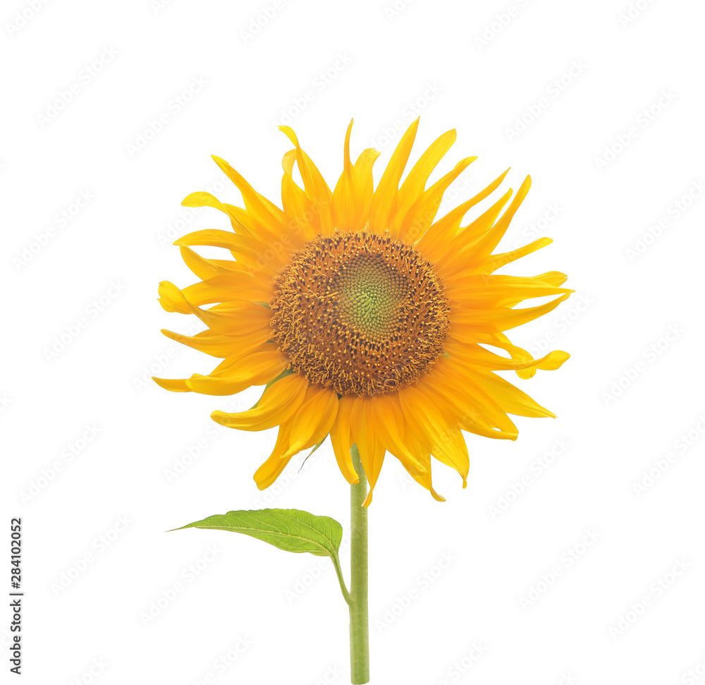 Fototapeta premium Single colorful yellow sunflowers blooming with green stem and leaf patterns isolated on white background ,clipping path