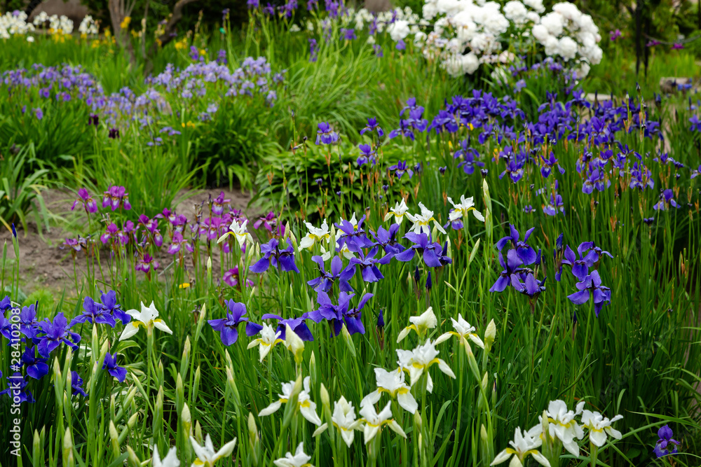 Group of blooming Siberian irises (iris sibirica) in the garden Group of blooming Siberian irises (iris sibirica) in the garden