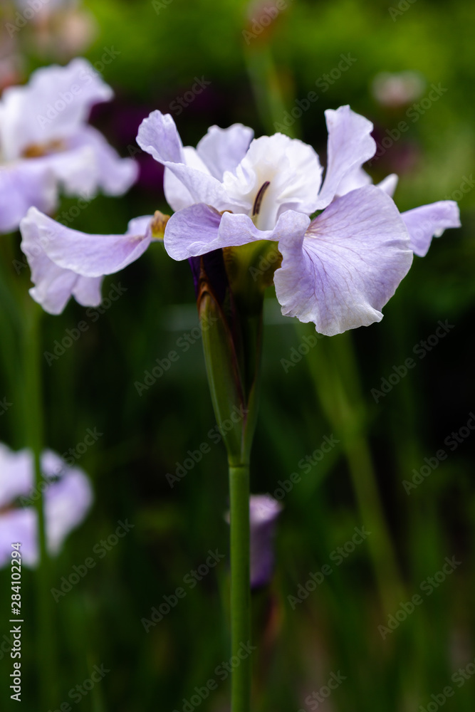 Iris sibirica (sort Dawn Walz) in garden.Siberian iris or Siberian flag in natural background. Iris sibirica (sort Dawn Walz) in garden.Siberian iris or Siberian flag in natural background.