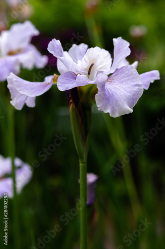 Iris sibirica  sort Dawn Walz  in garden.Siberian iris or Siberian flag in natural background.