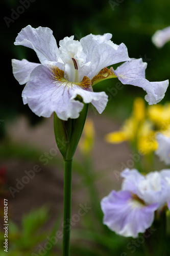 Iris sibirica  sort Dawn Walz  in garden.Siberian iris or Siberian flag in natural background.