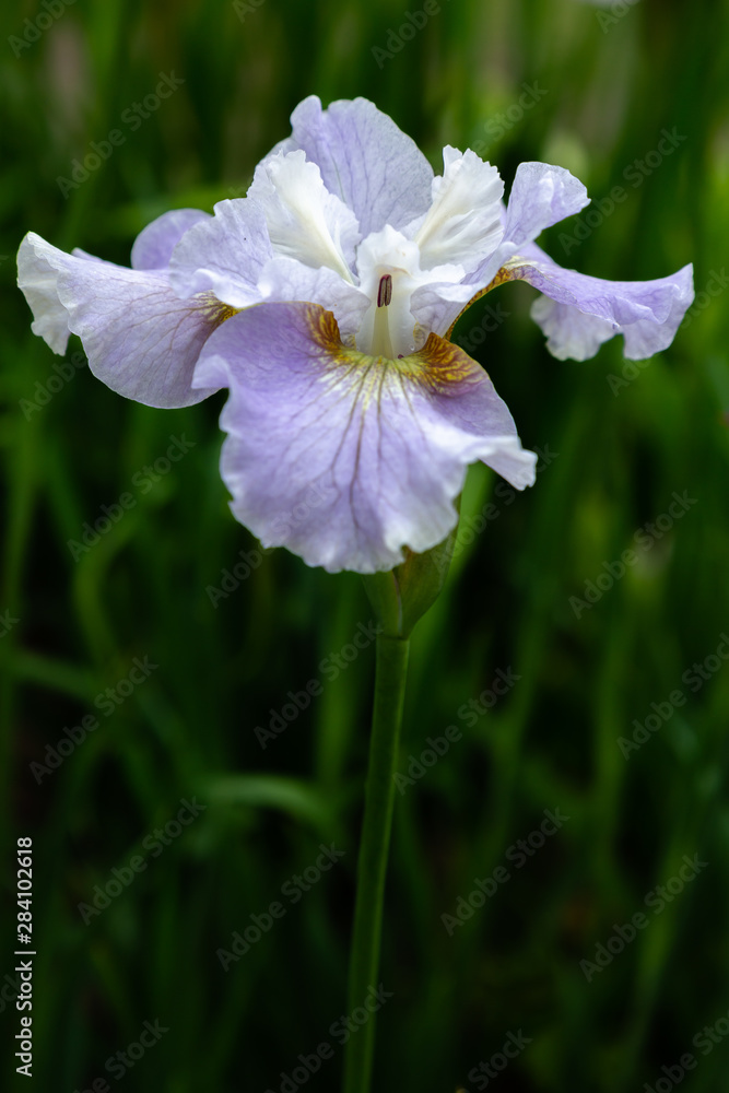 Iris sibirica (sort Dawn Walz) in garden.Siberian iris or Siberian flag in natural background. Iris sibirica (sort Dawn Walz) in garden.Siberian iris or Siberian flag in natural background.