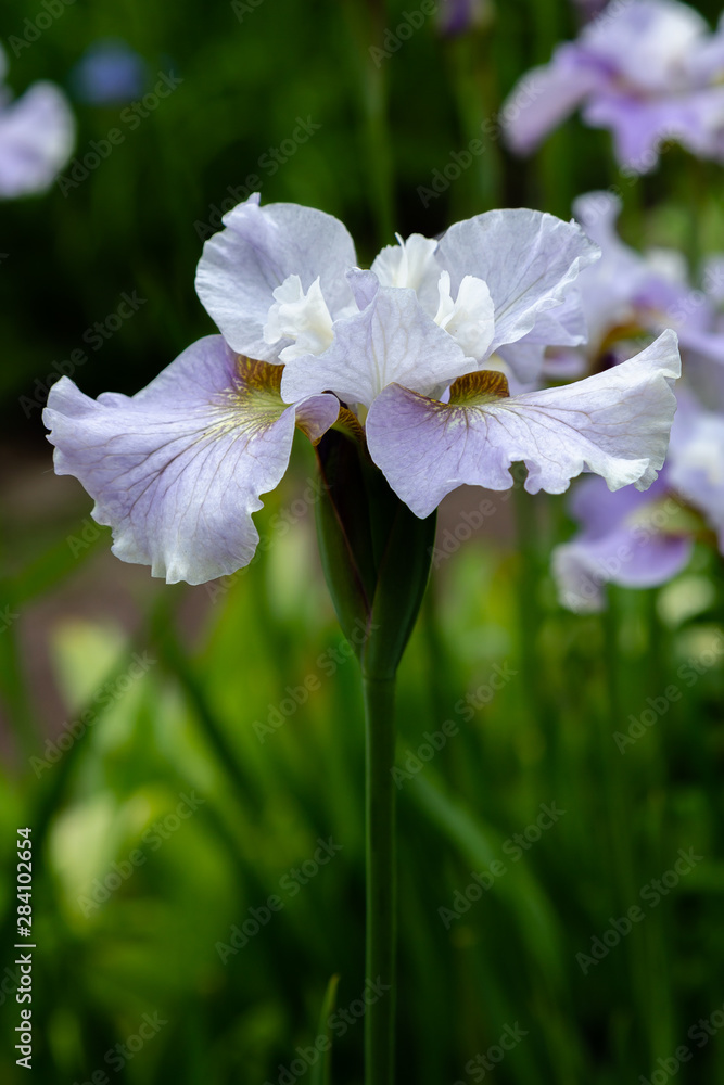 Iris sibirica (sort Dawn Walz) in garden.Siberian iris or Siberian flag in natural background. Iris sibirica (sort Dawn Walz) in garden.Siberian iris or Siberian flag in natural background.