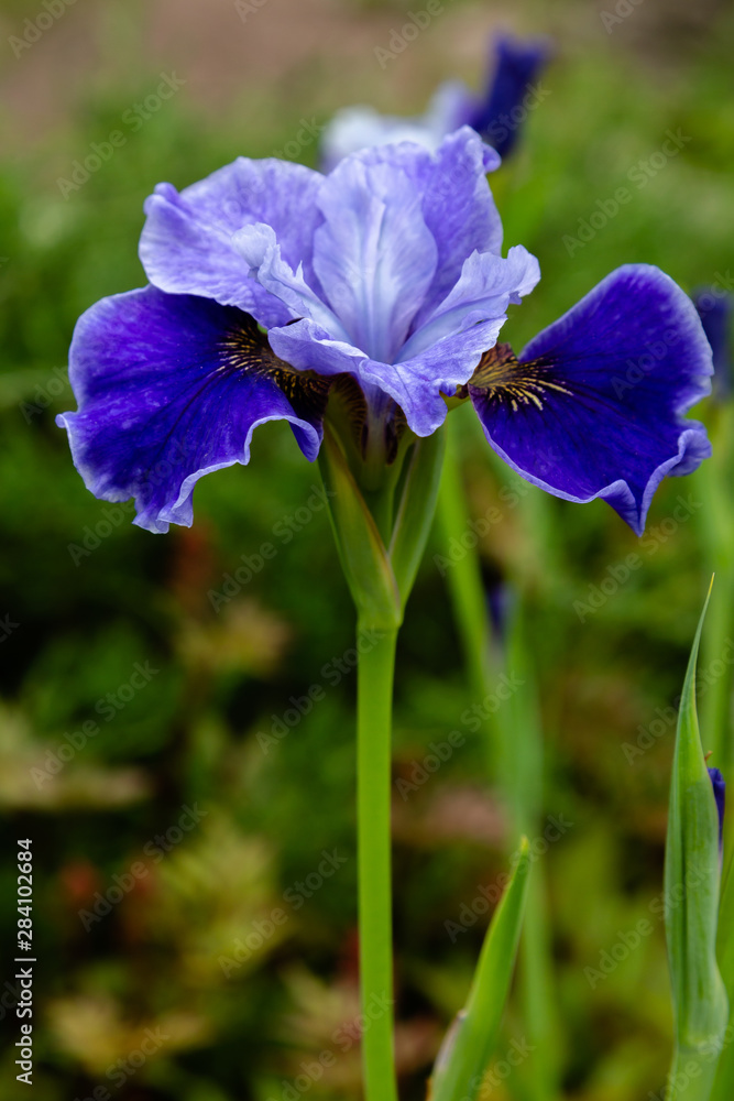 Beautiful blue flowers of Siberian iris (sort 